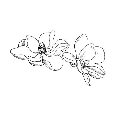 Magnolia Drawing, Realistic Hand Drawing, Taylor Tattoo, Flowers Sketch, Magnolia Tattoo, Flower Line Drawings, Magnolia Flowers, Magnolia Blossom, Flower Sketches