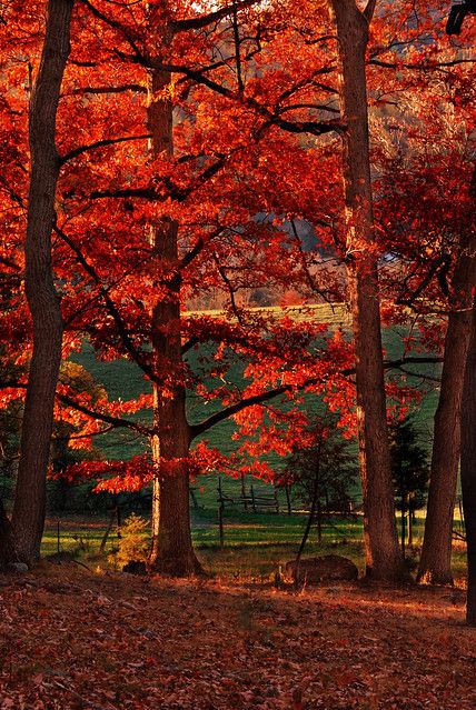 Leaves On The Ground, Lynchburg Virginia, Autumn Scenes, Red Tree, Red Leaves, Autumn Scenery, Autumn Beauty, Seasons Of The Year, Fall Pictures