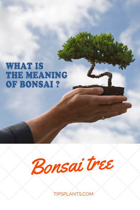 Bonsai Tree Meaning, Bonsai Quotes, Bonsai Meaning, Gardening Infographic, Tree Meanings, Bonsai Kit, Bonsai Techniques, Tree Quotes, Dragon Tree