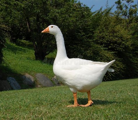 Duck Side Profile, Goose Reference, Goose Photography, Geese Photography, Medieval Farm, Garden Goose, Goose Drawing, Duck Pictures, Duck Boat