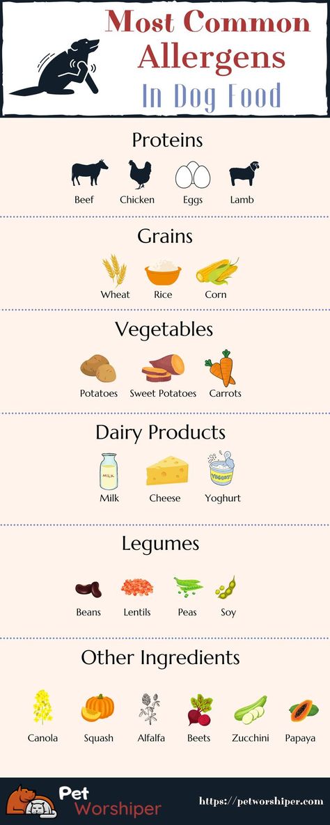 Itching, excessive scratching, ear and skin infections, poor coat quality. If you experience these on your pooch, you should be familiar with dog food allergies. This is a fairly common condition that can potentially threaten any dog.
From my article, you can learn about the causes of these dog allergies, their treatments, the most common allergens, and prevention and diagnosis methods, among other things. I hope my article will help you get answers to some important questions. Corn Vegetable, Dog Food Allergies, Wheat Rice, Best Cat Food, Dog Health Tips, Dog Bakery, Dog Nutrition, Milk And Cheese, Dog Allergies