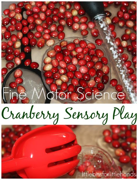 Cranberry science and sensory play with fine motor skills. Perfect Thanksgiving… Thanksgiving Science, Fine Motor Play, Thanksgiving Stem, Thanksgiving Activities Preschool, Cranberry Thanksgiving, Thanksgiving Activities For Kids, Thanksgiving Preschool, Science Lesson, Science Activity