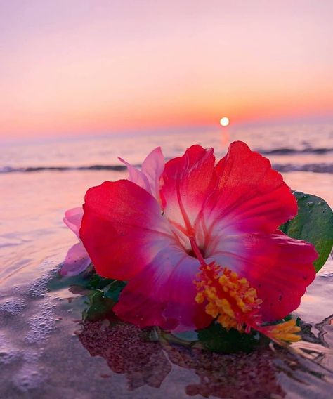 Image may contain: ocean, flower, sky, plant, nature, outdoor and water Cute Summer Wallpapers, Hibiscus Plant, Nothing But Flowers, Pretty Landscapes, Flower Therapy, Hawaiian Flowers, Pretty Plants, Beautiful Flowers Pictures, Summer Wallpaper