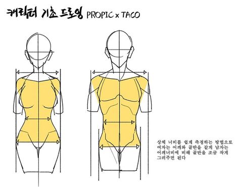 7,793 Me gusta, 10 comentarios - 타코작가 (@taco1704) en Instagram Torso Structure, Female Proportions, Taco Drawing, Anatomy Book, Anatomy Tutorial, Body Drawing Tutorial, Human Anatomy Drawing, Human Anatomy Art, Anatomy Sketches