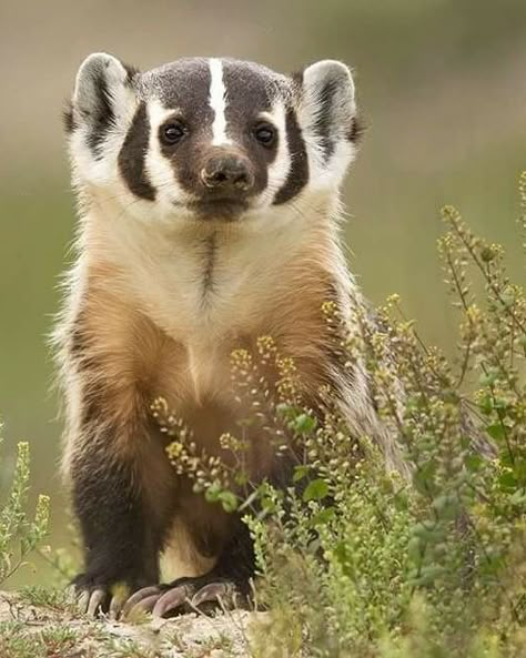 American Badger Tattoo, Hog Badger, Badger Aesthetic, Badger Animal, American Badger, European Badger, Cute Badger, Badger Illustration, Baby Badger