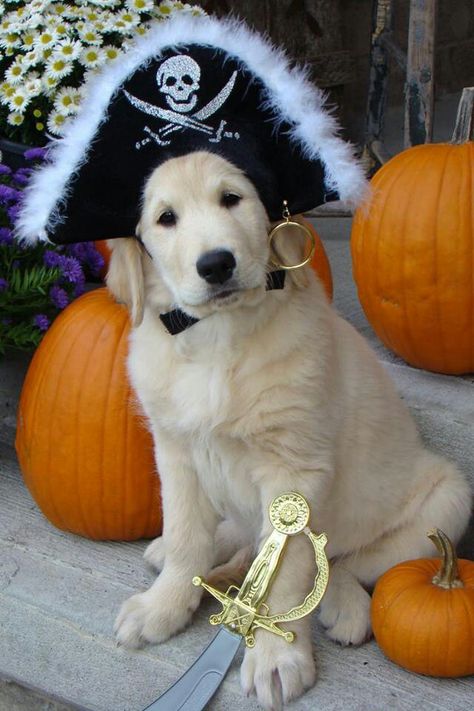 ♥ Golden Retriever Halloween Costume, Golden Retriever Halloween, Best Dog Costumes, Pet Costumes Cat, First Halloween Costumes, Diy Dog Costumes, Pet Halloween Costumes, Dog Halloween Costumes, Brain Food