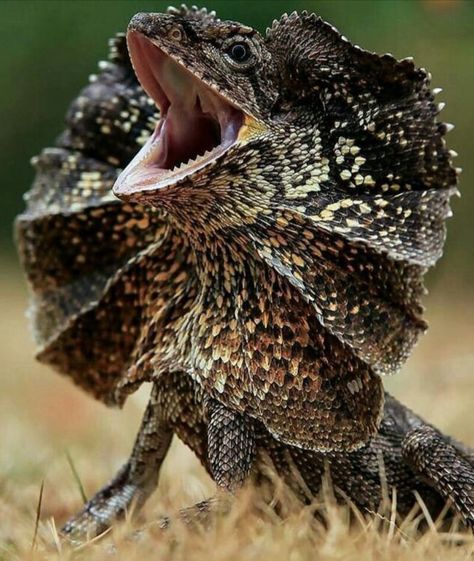 Anaconda Verde, Frilled Lizard, Lizard Dragon, Animals Care, Cool Pictures For Wallpaper, Interesting Animals, Exotic Animals, Unusual Animals, Australian Animals