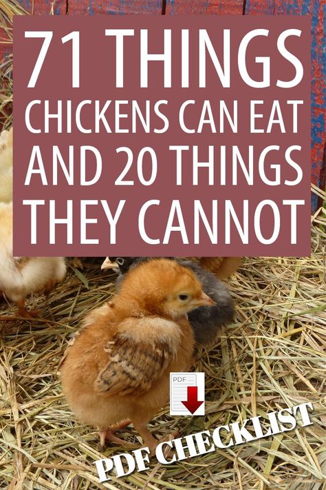 Keeping Chickens Healthy, How To Feed Chickens, What Can You Feed Chickens, Making Chicken Feed, How To Make Chicken Feed, Healthy Chicken Treats, Necessities For Chicken Coop, Chicken Feed Ideas, How To Keep Chickens Healthy