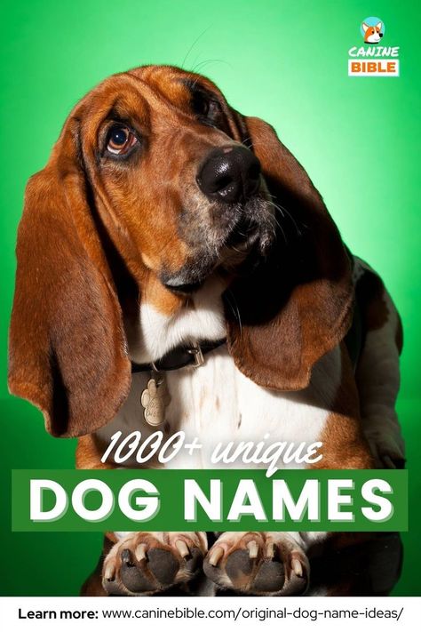 Unique Dog Names Male Dogs Names Unique, Small Male Dog Names, Original Dog Names, Cool Dog Names Boys, Boy Puppy Names Unique, Unique Dog Names Boy, Puppy Names Boy, Male Dog Names Unique