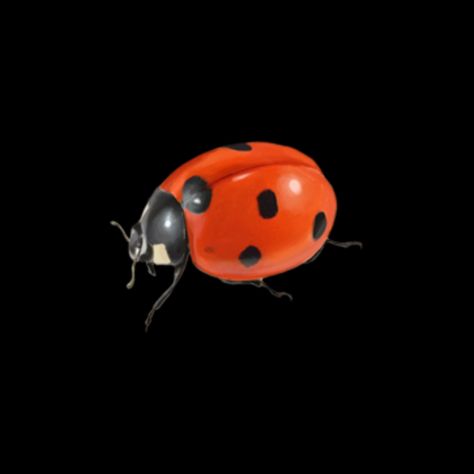 Ladybug Widget, 2000s Phone, Ladybug Icon, Year Wallpaper, Aesthetic Stuff, Lady Bug, Black Background, Black Backgrounds, Eye Candy