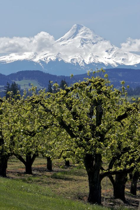 Pear Orchard and Mt Hood. View of Mt Hood and farm country in Oregon , #AD, #Mt, #Hood, #Pear, #Orchard, #country #ad Pear Orchard, Cherry Farm, Banana Breakfast Smoothie, Oregon Life, Cherry Orchard, Green Farm, Banana Breakfast, Mt Hood, Apple Orchard