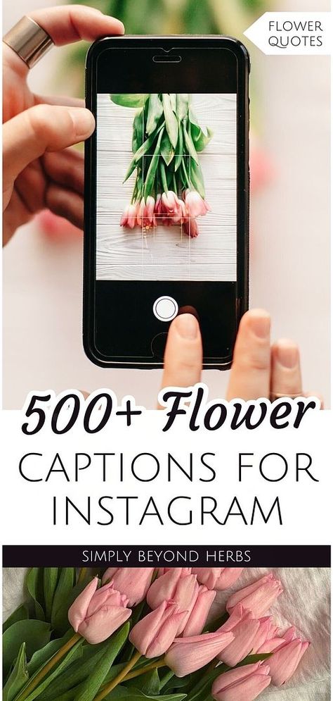 Dive into the beauty of flower bloom quotes & floral quotes with our collection of 500+ flower captions for Instagram. Whether you're looking for something inspirational, funny, or simply beautiful, understanding the language of flowers enhances your posts. Discover long and short captions that make your flower pictures connect with your followers on a deeper level. Find more inspirational quotes, beautiful flower quotes, and captions for Instagram posts at simplybeyondherbs.com. Flower Bloom Quotes, Tulips Quotes, Quotes About Flowers Blooming, Lavender Quotes, Lotus Flower Quote, Flower Captions, Flower Puns, Flower Captions For Instagram, Flower Quotes Inspirational