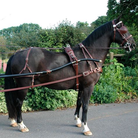 Horse Driving Harness, Horse Driving, Carriage Horse, Horse Wagon, Horse Cart, Tiny Horses, Carriage Driving, Horse Harness, Horse Inspiration