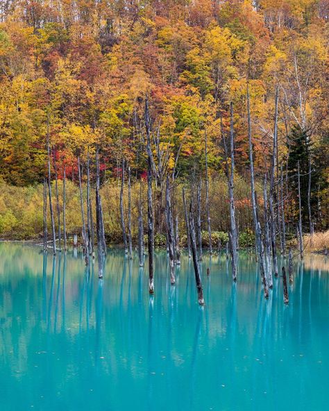 Blue Pond Hokkaido, Biei Hokkaido, Winter Photos, Visit Japan, Power Point, Travel Poster, Image Quotes, Summer 2024, Breathtaking Views