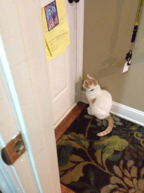 Waiting Patiently Funny, Animal Captions, Cat Ownership, Funny Animals With Captions, Waiting Patiently, Pet Day, Cat People, Funny Animal Pictures, On The Floor