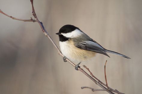 Chickadee Pictures, Chickadee Flying, Chickadee Photography, Chickadee Photos, Reference Animals, Botanical Journal, Board Crafts, Chickadee Bird, Black Capped Chickadee