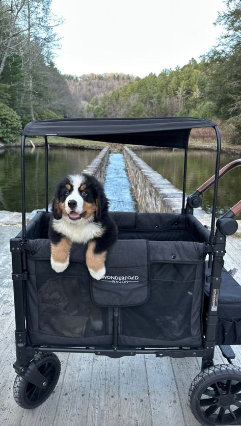 Dog Wagon, Wonderfold Wagon, Independent Lifestyle, Dream Goals, Dog Stroller, Life Vision, Mountain Dog, Bernese Mountain, Luxury Dog