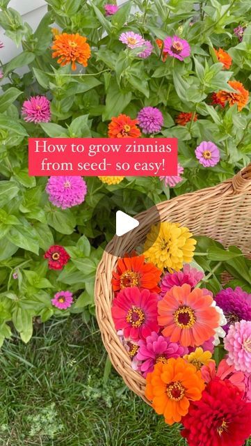 Annie on Instagram: "Growing zinnias from seed is so easy and perfect for beginner gardeners! We live in zone 5 and will start planting our seeds mid May 🤗 We enjoyed blooms from June-early October!  #beginnergardener #easygardening #gardening #flowergarden #cutflowergarden #cutflowers #gardeningforbeginners" Zinnias In Raised Beds, Zinnia Garden Ideas, Zinnias In Flower Bed, Front Yard Zinnias, Zenia Flower Garden, Zinnia Garden Ideas Yards, Flower Bed For Beginners, Zinnia Bed Ideas, Zinnia Garden Landscapes