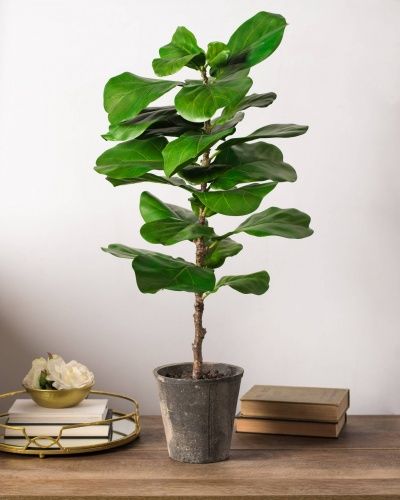 tabletop faux fiddle leaf fig Great Room Modern, Tall House Plants, Apt Decorating Ideas, Bathroom Coastal, Tall Indoor Plants, Indoor Plants Styling, Indoor Plants Low Light, Interior Decor Inspiration, Fig Plant