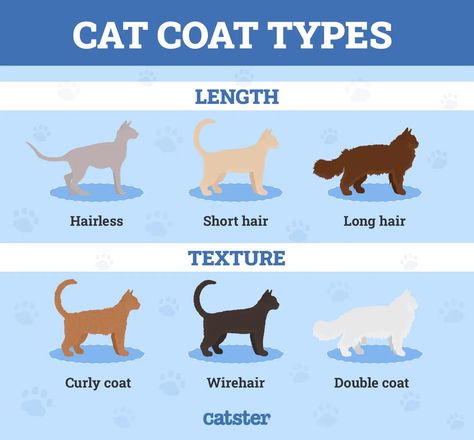 Different Types Of Cats, Coat Types, Domestic Cat Breeds, Tonkinese Cat, Coat Guide, Tonkinese, Cat Species, Rex Cat, Types Of Cats