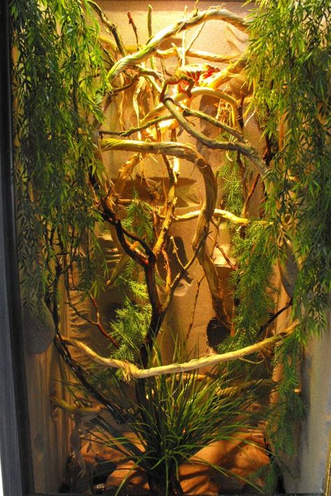 Chameleon enclosure Chameleon Enclosure Ideas, Chameleon Habitat, Crested Gecko Vivarium, Chameleon Terrarium, Gecko Cage, Chameleon Enclosure, Iguana Cage, Lizard Cage, Gecko Vivarium