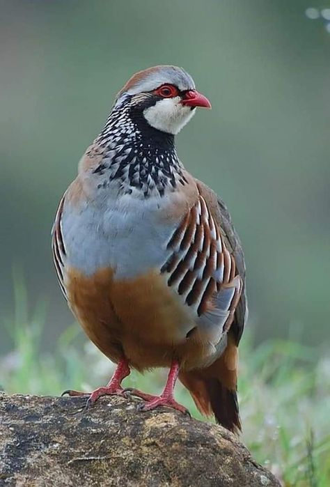 Red Legged Partridge, Chukar Partridge, Partridge Bird, Fat Bird, Creepy Animals, Quails, World Birds, Rare Birds, Game Birds