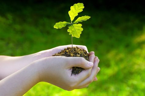 Transplanting Oak Saplings | Treemover EDI Oak Sapling, Oak Acorn, The Tiny Seed, Planting Trees, Specimen Trees, Single Tree, Garden Birds, Plant A Tree, Fern Plant