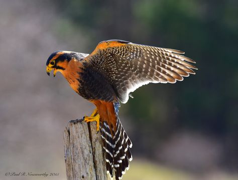 https://flic.kr/p/u5Cwuf | Aplomado Falcon The Art of Birds ! | The aplomado falcon is a medium-sized falcon of the Americas. The species' largest contiguous range is in South America, but not in the deep interior Amazon Basin.  Scientific name: Falco femoralis Im limited to posting right now as I'm having gear issues . Cheers Paul Aplomado Falcon, Raptors Bird, Exotic Birds, Bird Pictures, Pretty Birds, Colorful Birds, Birds Of Prey, Wild Birds, Animal Photo