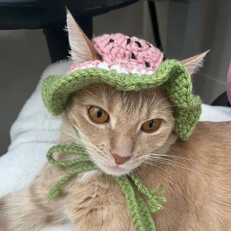 cat aesthetic Hat For Cat Crochet Pattern Free, Crochet Cat Outfits, Crochet Things For Dogs, Crochet Hats For Dogs, Watermelon Accessories, Crochet For Cats, Fruit Bucket Hat, Crochet Hat For Cat, Melon Collie