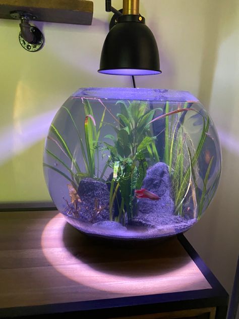 Fishbowl Aesthetic, Beta Fish Bowl Ideas, Diy Fish Tank Stand, Fishbowl Ideas, Aquarium Stand Ideas, Fish Bowl Centerpiece Wedding, Aesthetic Fish Tank, Aesthetic Fish Tank Ideas, Fish Bowl Ideas