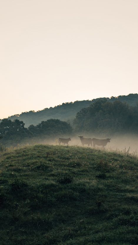 Cows-Nature-iPhone-Wallpaper - iPhone Wallpapers Countryside Wallpaper, Cool Backgrounds For Iphone, Cow Wallpaper, Iphone Wallpaper Preppy, Nature Iphone Wallpaper, Preppy Wallpaper, Wallpaper Calculator, Back To Nature, Cool Backgrounds