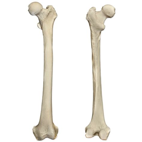 Femur bone landmarks* (left femur) Diagram Femur Bone, Start Studying, Learn Vocabulary, Brain Stem, Health Lessons, Study Tools, Biology, Vocabulary, Bones