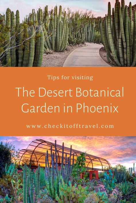 If you’re in the Phoenix area, be sure to visit the Desert Botanical Garden. This 140-acre garden is a cactus lover’s dream! It was founded in 1937 by the Arizona Cactus and Native Flora Society to showcase unique and beautiful plants that thrive in some of the hottest and driest parts of the world. If agave and cactus are not part of your normal scenery at home, you’ll be amazed by one of the largest collections of cactus in the world. Sedona Arizona Restaurants, Acre Garden, Southwest Travel, Arizona Cactus, Arizona Vacation, Arizona Road Trip, Desert Botanical Garden, Garden Shrubs, Desert Garden