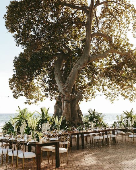 S E T T I N G // Using the natural backdrop of your venue creates a beautiful setting for your dining set up. You don’t have to do much to enhance your surroundings!  Photo: @melialucida  Flowers: @bellabloommaui  Rentals: @rioeventdesign  @wintersevents  Tabletop: @setmaui Hawaiian Weddings, Wedding Sites, Fiji Wedding, Workout Inspo, Hawaii Destination Wedding, Instagram Board, Wedding Event Design, Maui Wedding, Wedding 2025