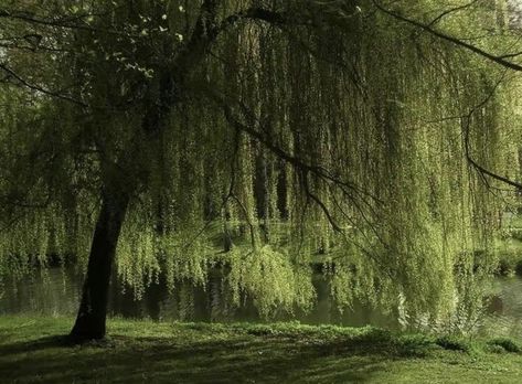 Weeping Willow Forest, Weeping Willow Aesthetic, Weeping Willow Tree Aesthetic, Willow Aesthetic, Weeping Trees, Willow Trees, Weeping Willow Tree, Pretty Trees, Weeping Willow