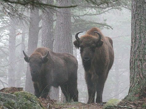 Rare Wisents in the last of Europe's primeval forests, the 8,000-year-old Bialowieza Forest Bialowieza Forest, Buffalo Leather, Animals Of The World, Grimm, Black Forest, The 8, In The Woods, Beautiful Creatures, Animal Kingdom