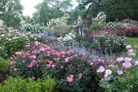 Rose Garden Landscape, Drift Roses, Rosen Beet, Landscaping With Roses, Ground Cover Roses, Knockout Roses, Rose Garden Design, Front Yard Garden, Flowering Shrubs