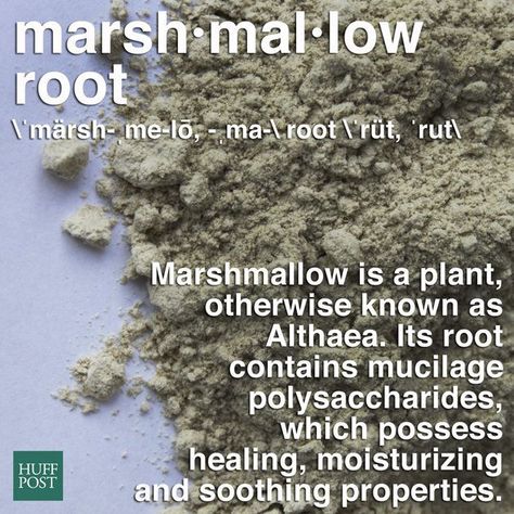 Marshmallow Root Benefits, Homemade Medicine, Edible Weeds, Herbal Health, Wild Herbs, Foraging Recipes, Foraged Food, Meal Times, Ingredient Labels