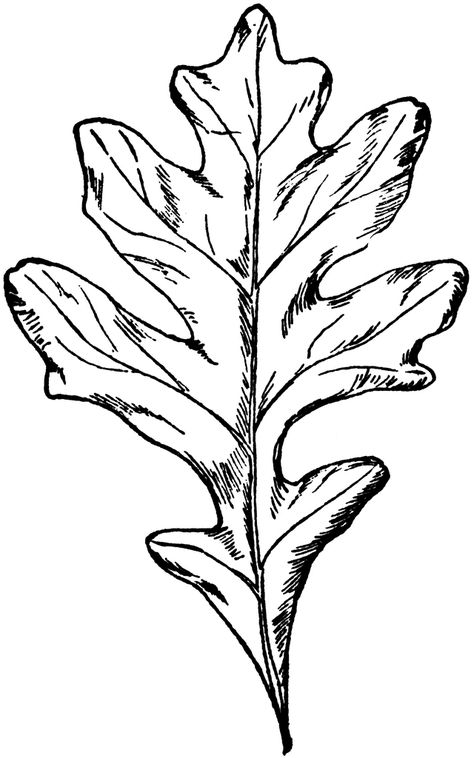 Types of Oak Leaves | White Oak Leaf | ClipArt ETC Oak Tree Leaf Tattoo, Oak Leaf Tattoo, Oak Leaf Tattoos, Oak Tree Drawings, English Oak Tree, White Oak Leaf, Red Oak Leaf, Red Oak Tree, Leaves Drawing