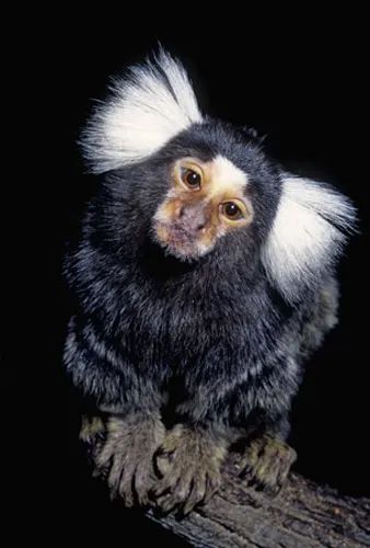 Common Marmoset, Marmoset Monkey, Beach Cruisers, Wild Animals Photography, Lovely Creatures, Rare Animals, Cute Monkey, Weird Animals, Primates