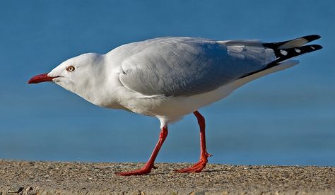 Angry Seagull | Flickr - Photo Sharing! Angry Seagull, Sea Gulls, Sea Eagle, Big Sea, Amazing Animals, Sea Birds, Beautiful Birds, Beautiful Photo, Anatomy