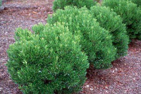 Clay Soil: How to Work with It & My Top 5 Plants - Redeem Your Ground Inkberry Holly, Holly Shrub, Broadleaf Evergreen, Shady Tree, Foundation Planting, Planting Shrubs, Border Plants, Low Maintenance Landscaping, Garden Shrubs