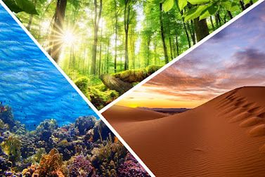 ECOSYSTEM Ecological Relationships, Terrestrial Ecosystems, Ecosystem Services, Trophic Level, Desert Ecosystem, Real Background, Forest Ecosystem, Living Organisms, Carbon Sequestration