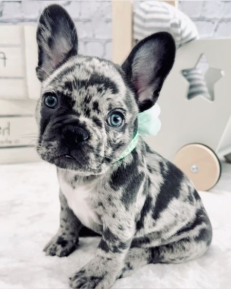 Puppy French Bulldog, Fluffy Frenchie Puppy, Grey French Bulldog Puppy, Fluffy Frenchie, Fluffy French Bulldog, Cute French Bulldog Puppy, Cute Frenchies, Tiny Baby Animals, Frenchie Puppies