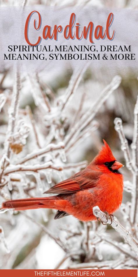 Cardinal Spiritual Meaning Cardinal Birds Meaning, Birds Meaning, Cardinal Meaning, Cardinal Symbolism, Animal Meanings, Animal Symbolism, Dream Meanings, Spiritual Symbols, Shed Light