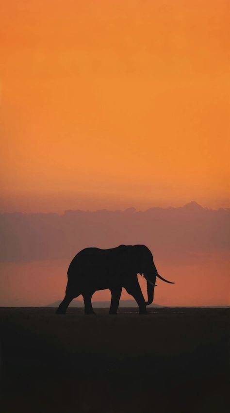 Elephant Lockscreen, Elephant Aesthetic, Red Elephant, Hypebeast Wallpaper, Beautiful Beautiful, Phone Wallpaper Design, Tomb Raider, Wallpaper Design, Night Aesthetic