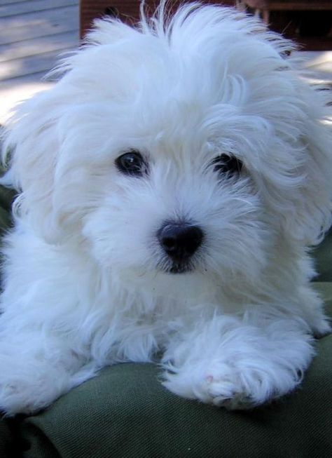 The Coton De Tulear: A Complete Guide | Doggie Designer Schnoodle Haircut, Maltese Haircuts, Coton De Tulear Puppy, Coton De Tulear Dogs, Maltese Puppies, Short Haircut Styles, Havanese Puppies, Coton De Tulear, Havanese Dogs