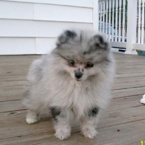 Blue Merle Pomeranian, I WANT one so carter will have another Pomeranian friend. It's so cute! Blue Pomeranian, Blue Merle Pomeranian, Merle Pomeranian, Puppy Husky, Apartment Dogs, Companion Dog, Lap Dogs, Pomeranian Dog, Blue Merle