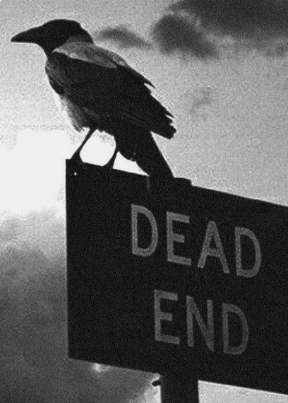 Dead End, Crows Ravens, Southern Gothic, Dead Ends, Dark Photography, White Photo, Pics Art, Kraken, Ravens