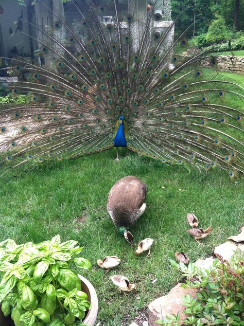 Peacock Family "Blue's and his Family" Peacock Family, Indian Peacock, Prom Costume, Future Farms, Chicken Garden, Peacock Art, Resort Design, Most Beautiful Birds, Zoo Animals